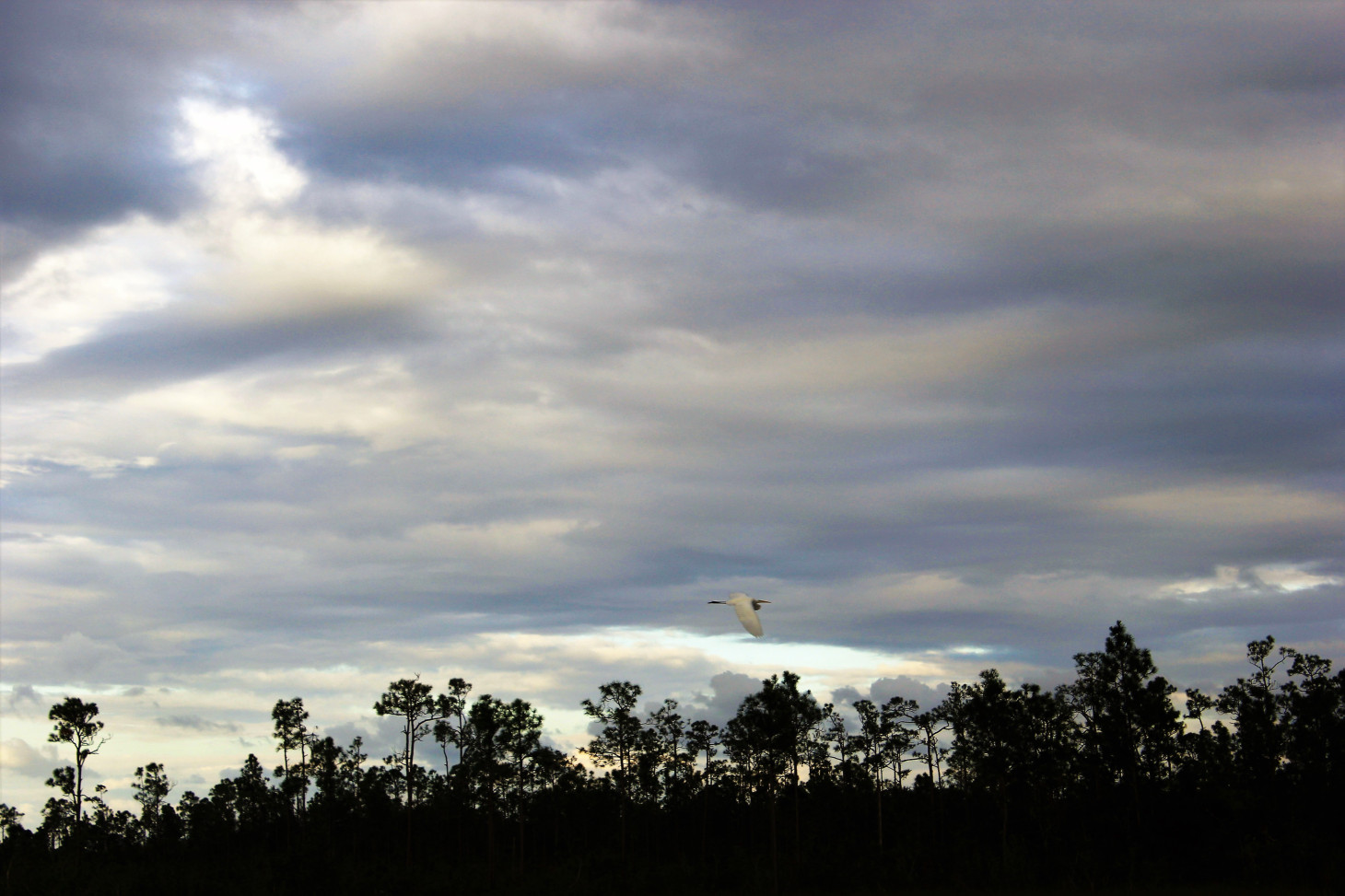 A GREAT EGRET FLOATS ABOVE THE WATERY PLAINS. TRYING TO PHOTOGRAPH EGRETS FELL INTO TWO DISTINCT CATEGORIES. SKITTISH AND POSERS. I FOUND THIS TO BE IN DIRECT CORRELATION WITH MY REAL LIFE.