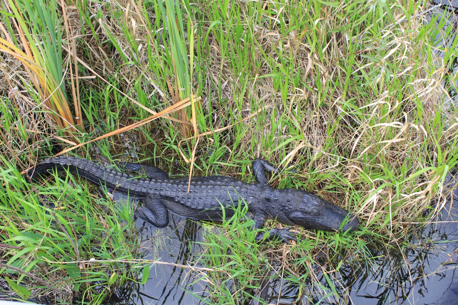 YOU DIDN’T THINK I WOULD DO A PIECE ON THE EVERGLADES AND NOT HAVE A PHOTO OF A GATOR DID YOU? THIS WAS TAKEN MOMENTS BEFORE HE BIT OFF THE SECOND TOE OF MY LEFT FOOT.