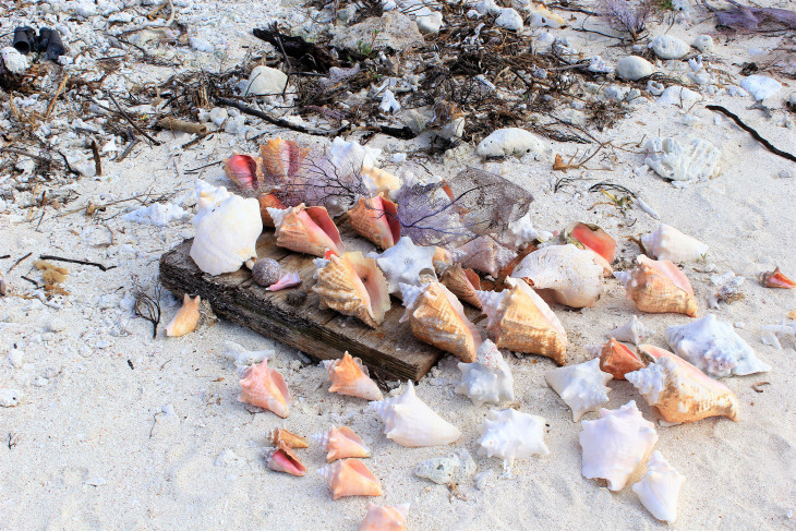 SOMEONE TOOK THE TIME TO GATHER THESE SHELLS AND PLACE THEM ON A PIECE OF DRIFTWOOD. 
