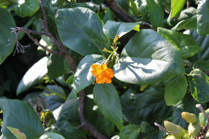 EVERY PARK I VISIT HAS ONE PLANT THAT JUST REFUSES TO FIT IN. INDIVIDUALISTS. CONTRARIANS. THIS ONE TOLD ME TO MOVE OUT OF WAY – “YOU’RE BLOCKING MY VIEW OF THE WATER.”