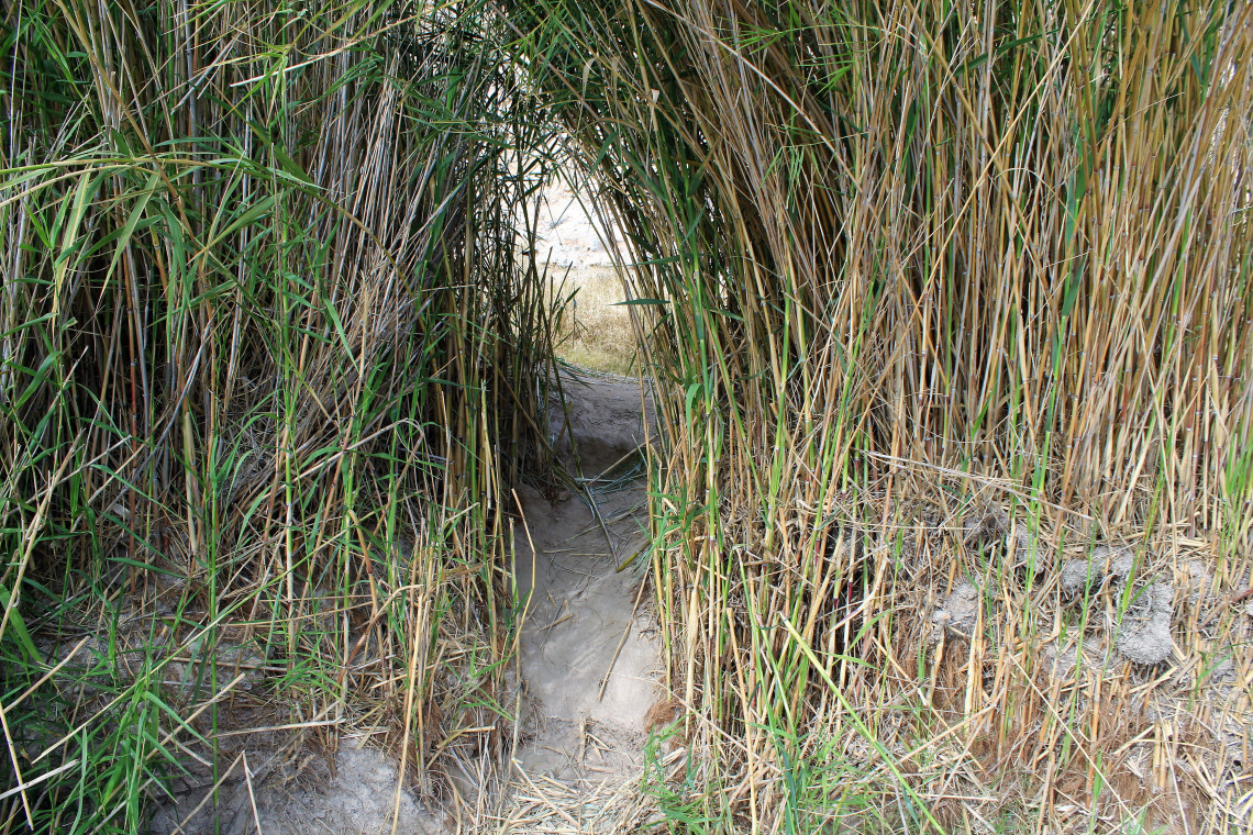 A two foot high tunnel through bamboo grass, made by small animals to reach the river. Or the mountain lion that followed me the entire time I was in Big Bend.