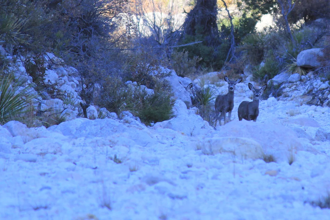 Two mule deer giving me the stink eye. We had a staring contest and they won. They always do.