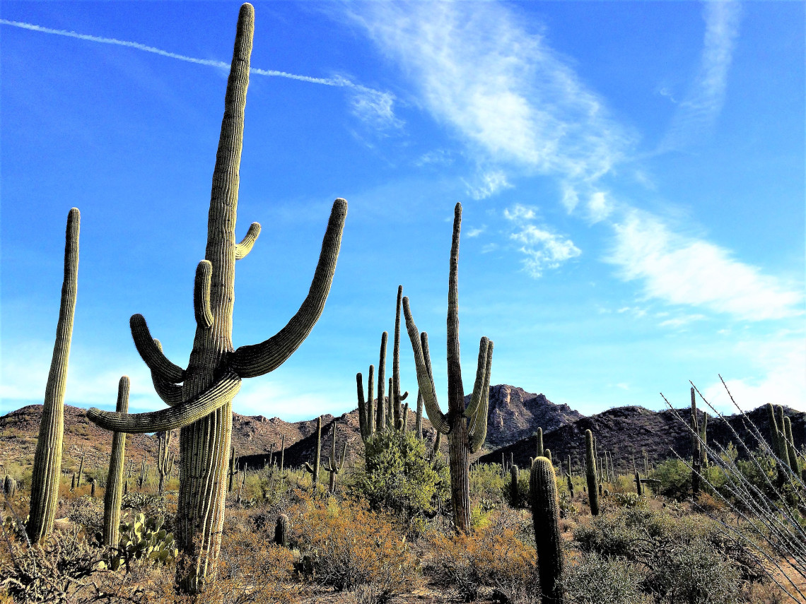 Carnegiea gigantea. A forest of saguaro cacti fills the Sonoran Desert