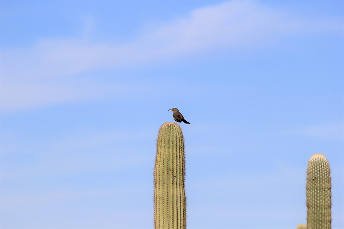 When I spoke to ranger Barb, she said they are still discovering saguaro with unique top-growths, known as Crested Saguaro. “We have people who actively hunt for one of a kind saguaro. They are obsessed.” Well, Barb, I hate to brag, but here you go