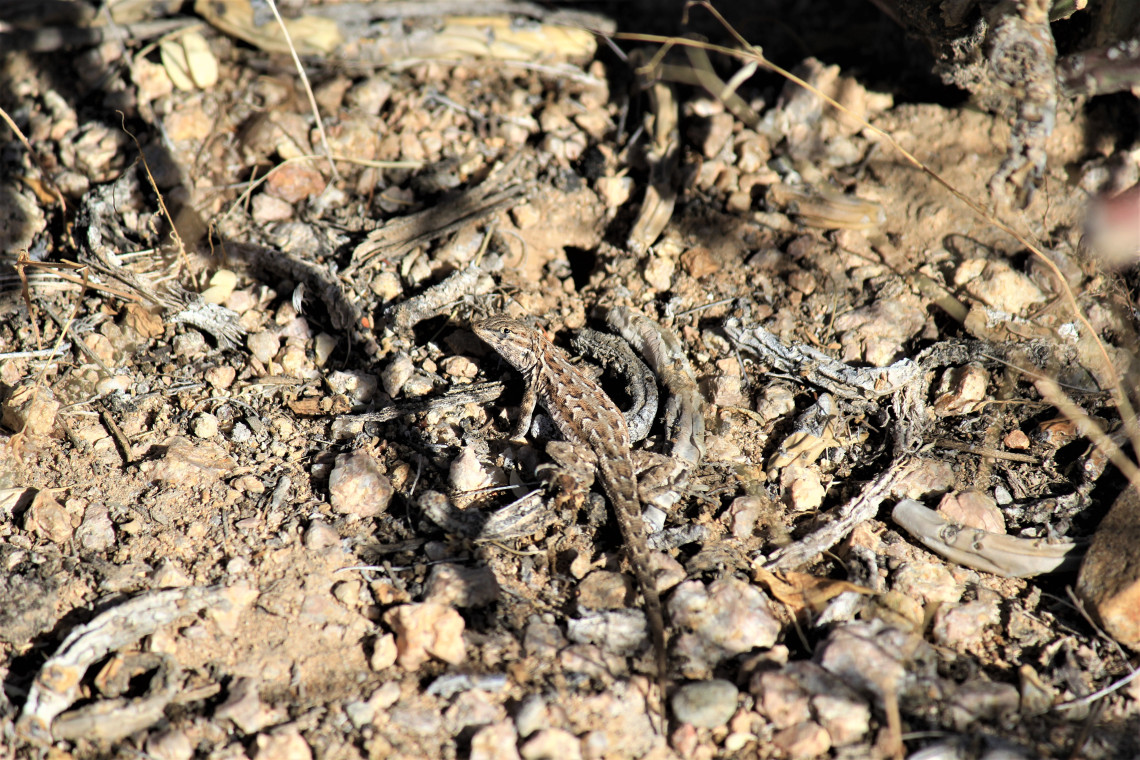 I wasn’t quick enough to get a shot of the jack-rabbit, but somehow this lizard stood still long enough for me to get a shot. He also gave me the stink eye. It’s a reoccurring theme.