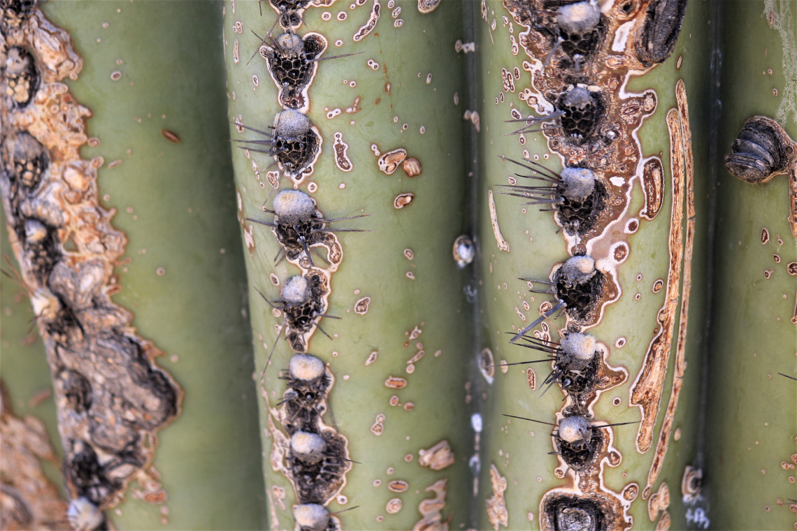 A close-up of the mighty, prickly saguaro, which can live well over 150 years.