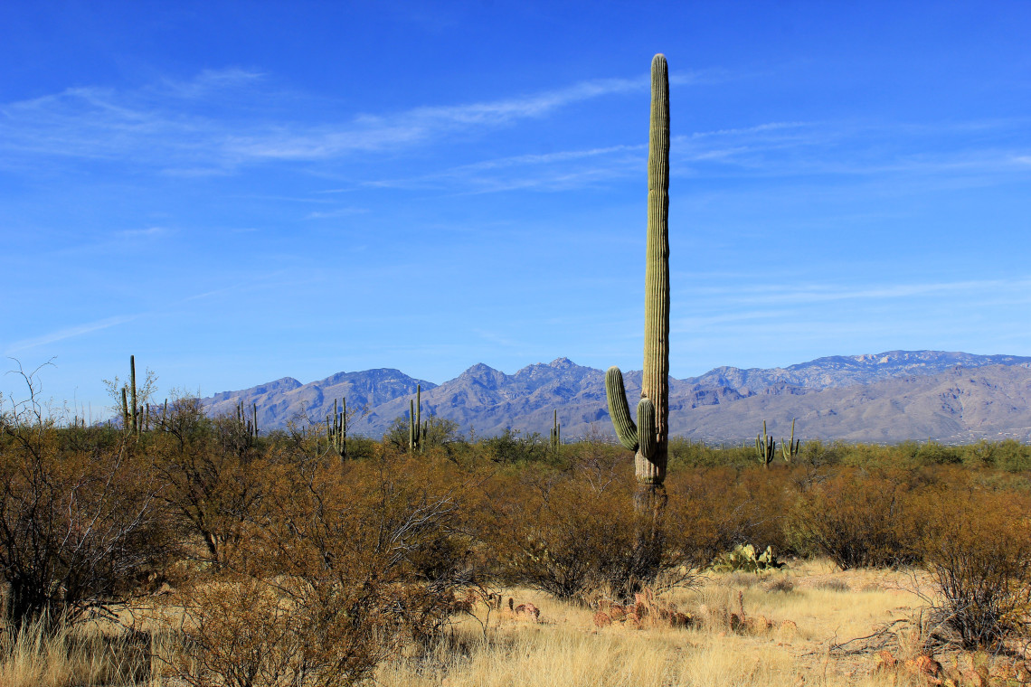 This cactus was about 40 feet tall. He had rather short arms, was a bachelor and considered odd by his neighbors.