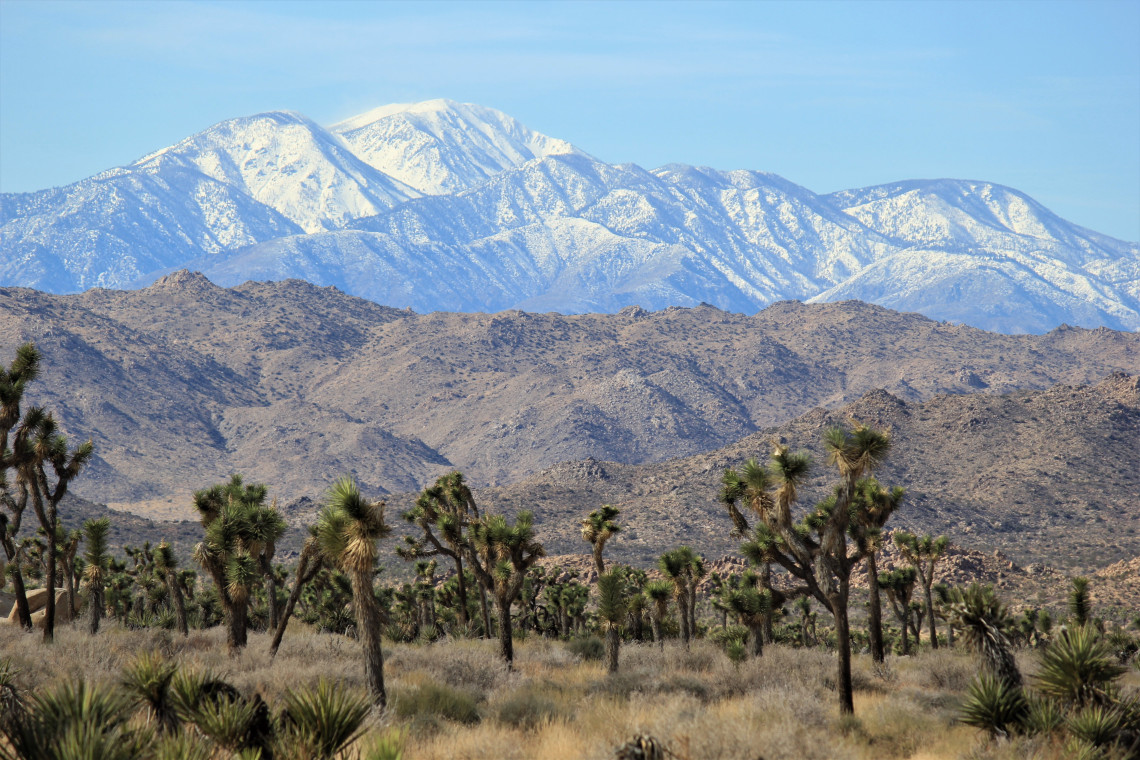 A forest of Joshua trees, dwarfed by the Little San Bernardino range. Mormons thought the tree looked like Joshua, with his arms raised in prayer, because Dr. Suess wasn’t born yet