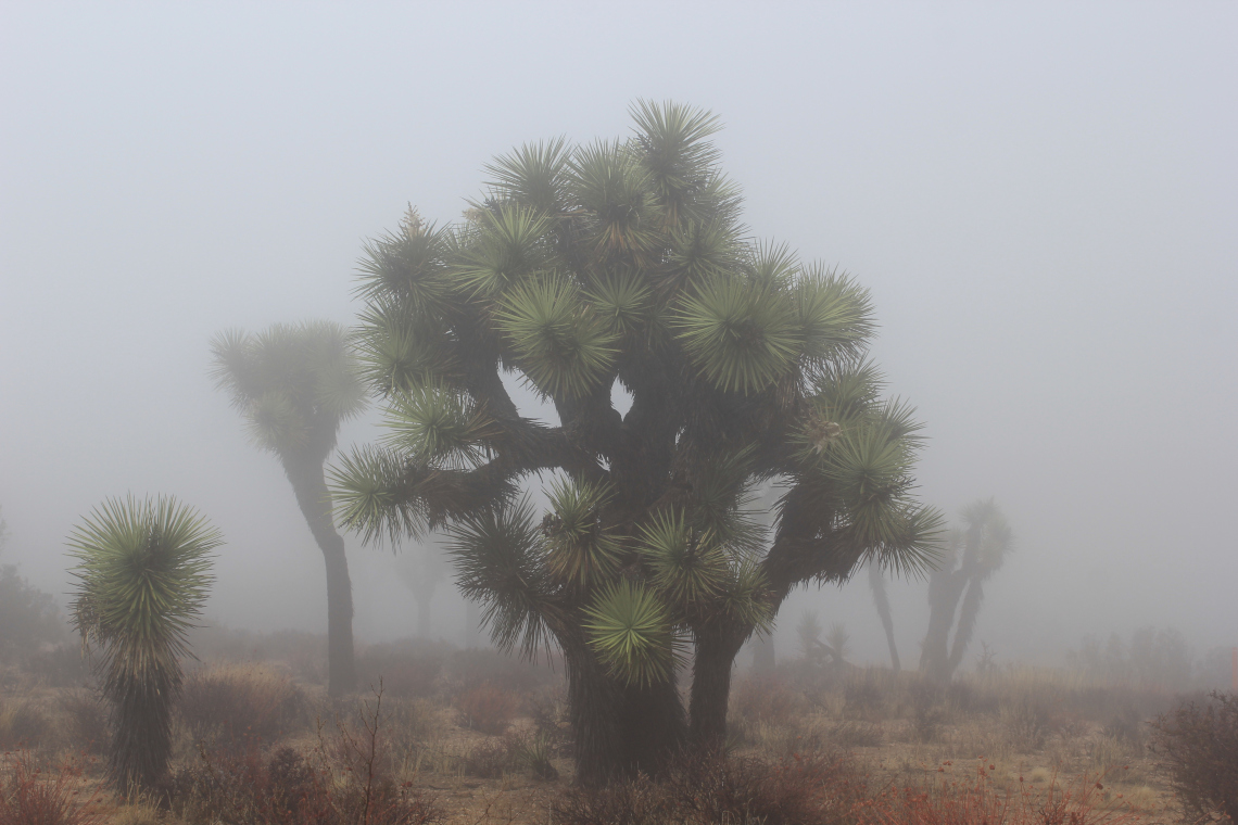 Near the top of Keys View. Visibility about 10 yards. Countless petty crimes being committed in the shadows.