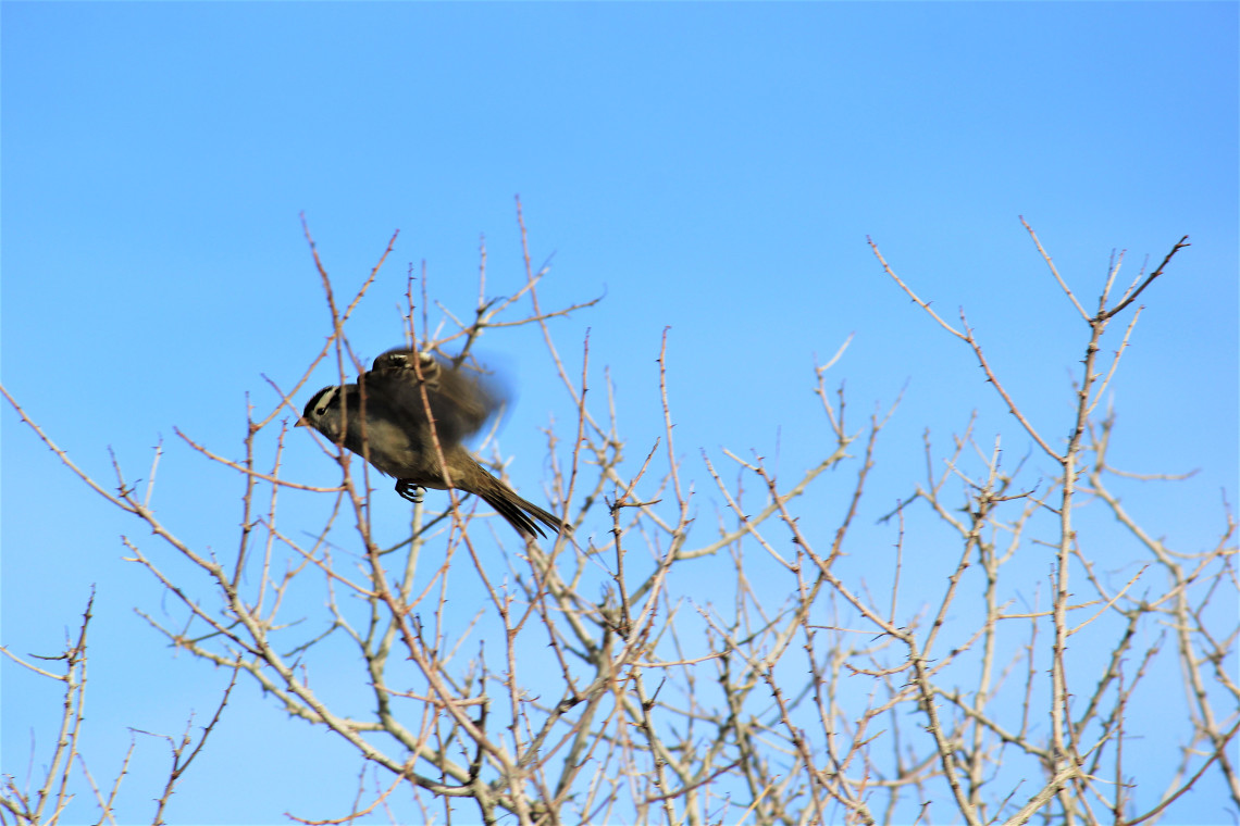 I asked her to please flutter her wings. She did and then tried to nest in my hair.