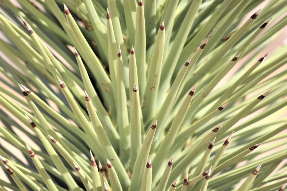 A Mojave yucca. Lime green perfection, dipped in chocolate.