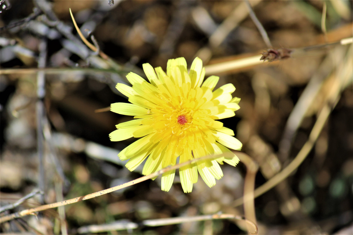 On a walk through the high desert I spotted Lin. She is beautiful. Pretty. An introverted extrovert.