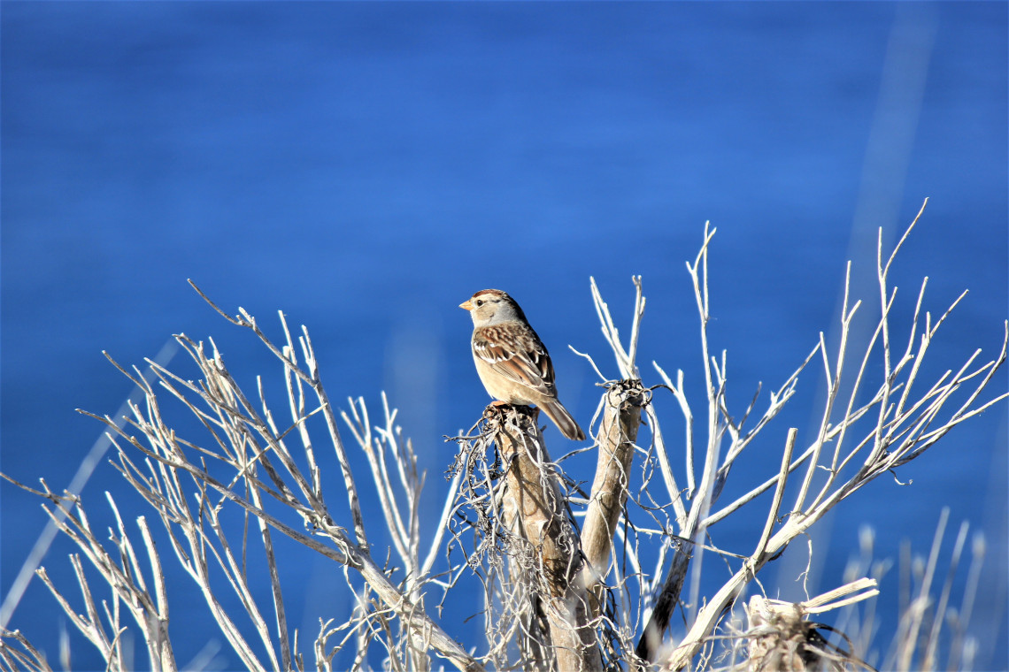 I believe this is a Horned Lark. As I was was taking pictures of him, only his head moved. His body remained perfectly still.