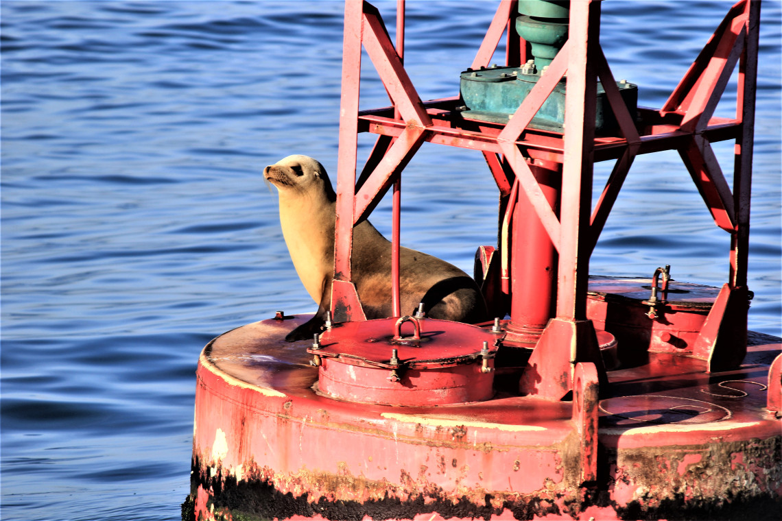 I think he practices this pose. Chest out, chin up. After the boat leaves he fires up a smoke.