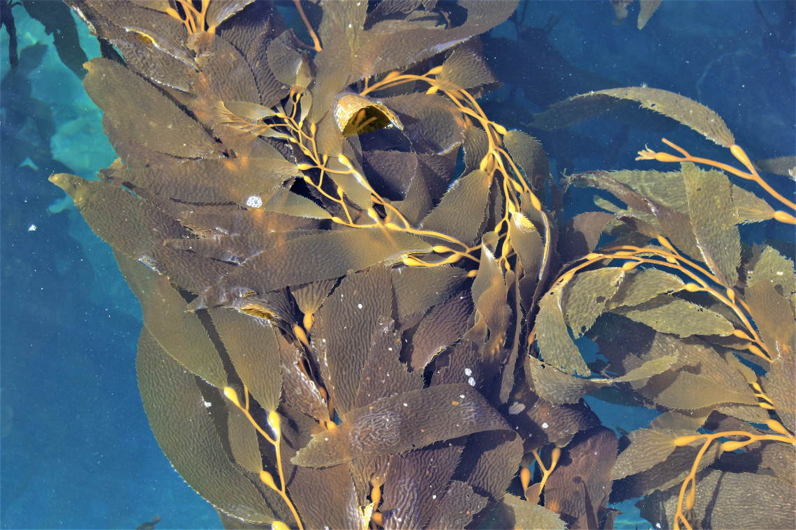 Giant leaves of kelp. The yellowish-brown color on the surface beautifully contrasts with its blue-green appearance under water. There’s a metaphor in there for everyone.