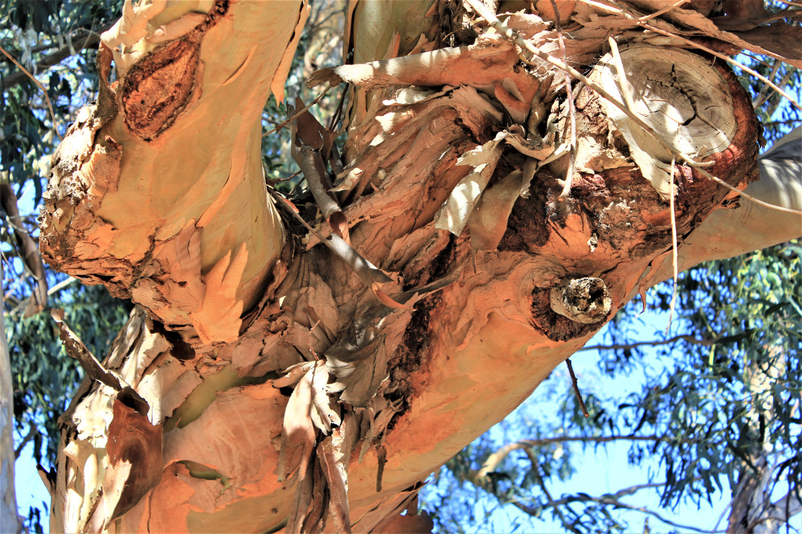 One of many large Eucalyptus trees shading the campground. I loved the texture of the peeling park.
