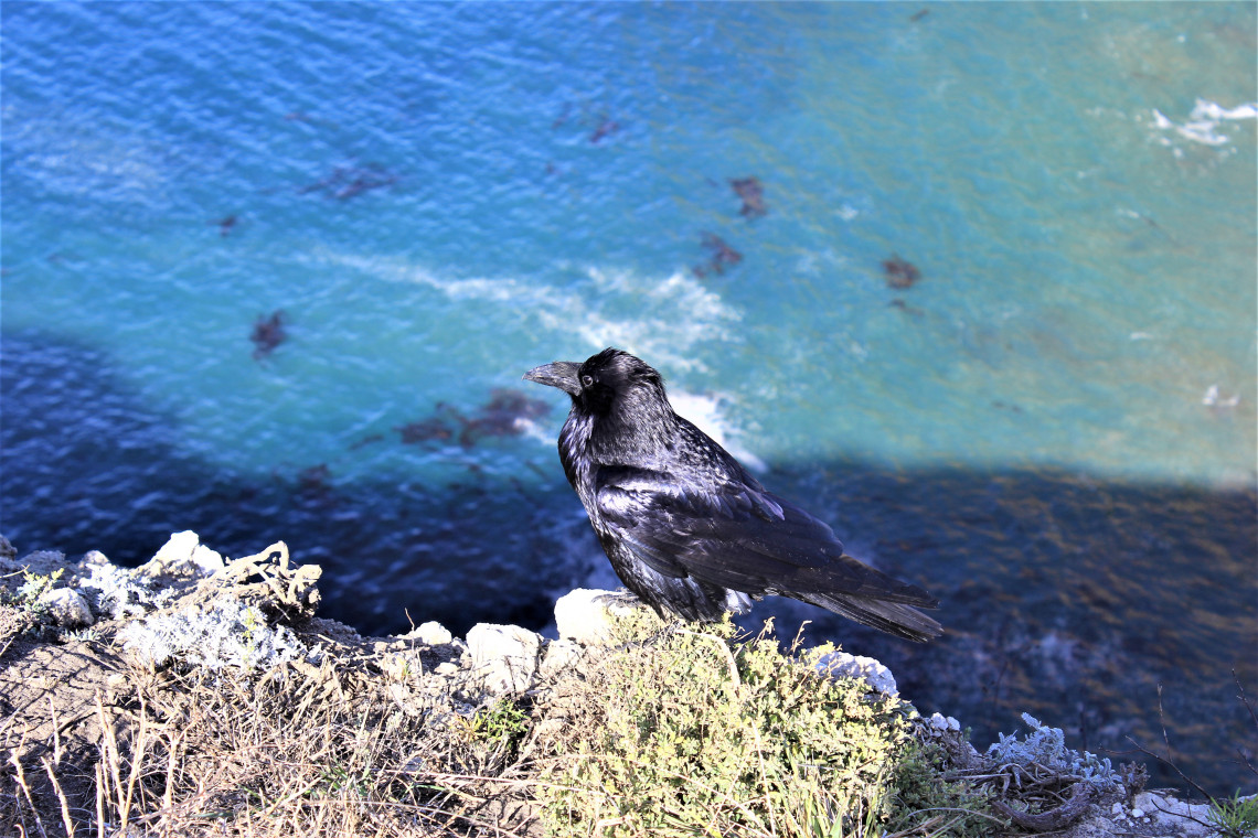 This is Rocko. He’s a Sagittarius, single and likes long walks along the cliff at sunset. Hoping the perfect raven swipes right.