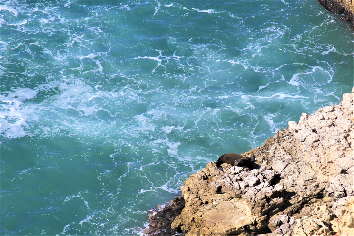 A sea lions rests on the rock. I’m still trying to figure out how they climb onto rocks so high.