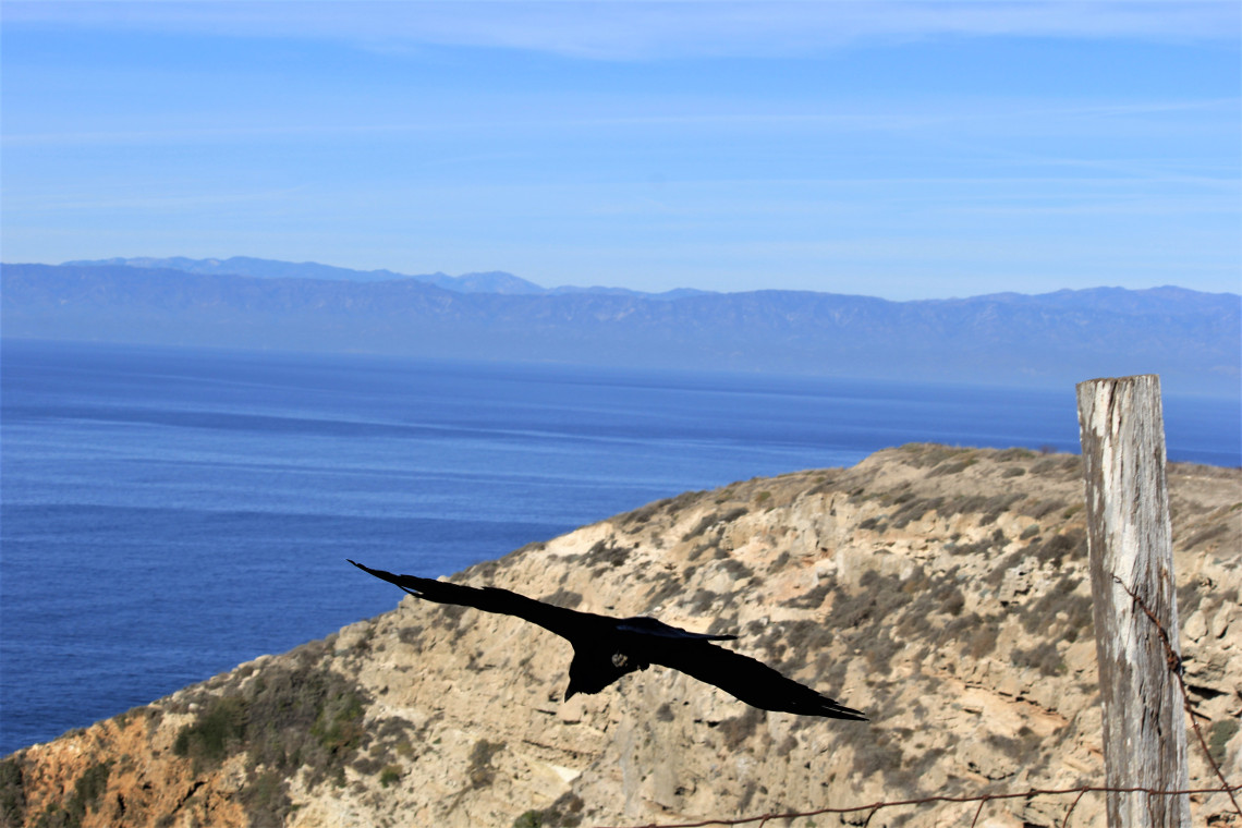 Rocko in flight. It was wonderful to watch him soar on the updrafts. Wings outstretched, never flapping, only changing angles.