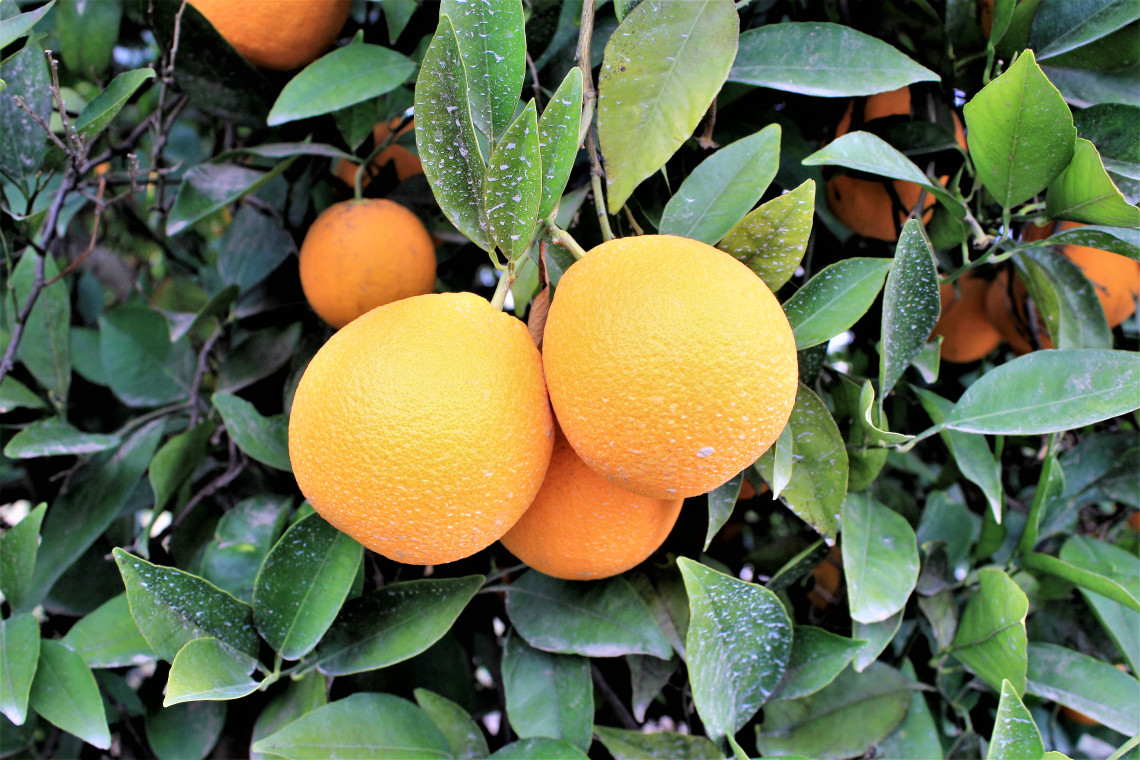 I stopped alongside one of the many orange groves and walked up and down the rows. If anyone asks, I did not steal an orange. I borrowed several.
