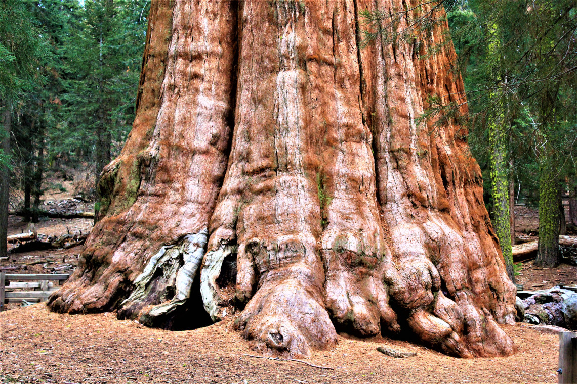 Every time I look at the base of one of these majestic trees I think of elephants. Or lava flow. Or elephants.
