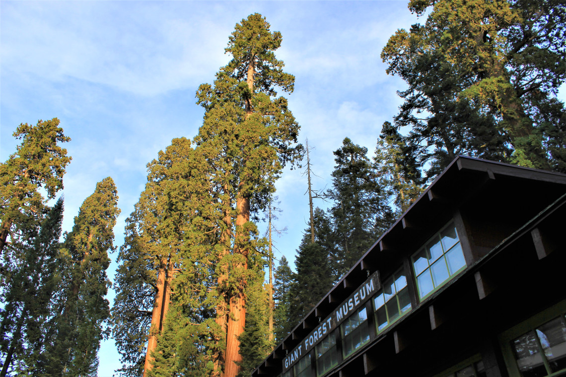 Sequoias towering over the Giant Forest Museum.