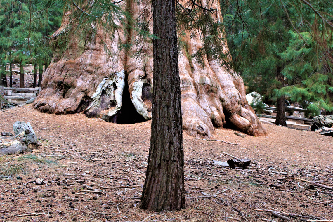 I remember taking this shot to lend perspective. The tree in the foreground is a pretty good size tree, yet it is dwarfed by the sequoia.
