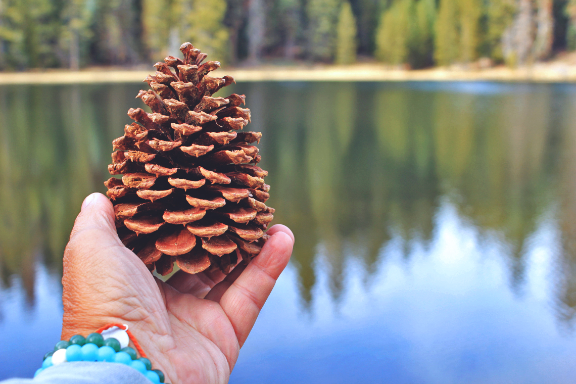 This is a pine cone. That’s all I’m going to say about that.