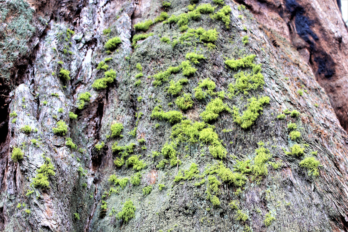 Lime green in nature is one the the most vibrant colors on earth. On the side of a sequoia it was beautiful.