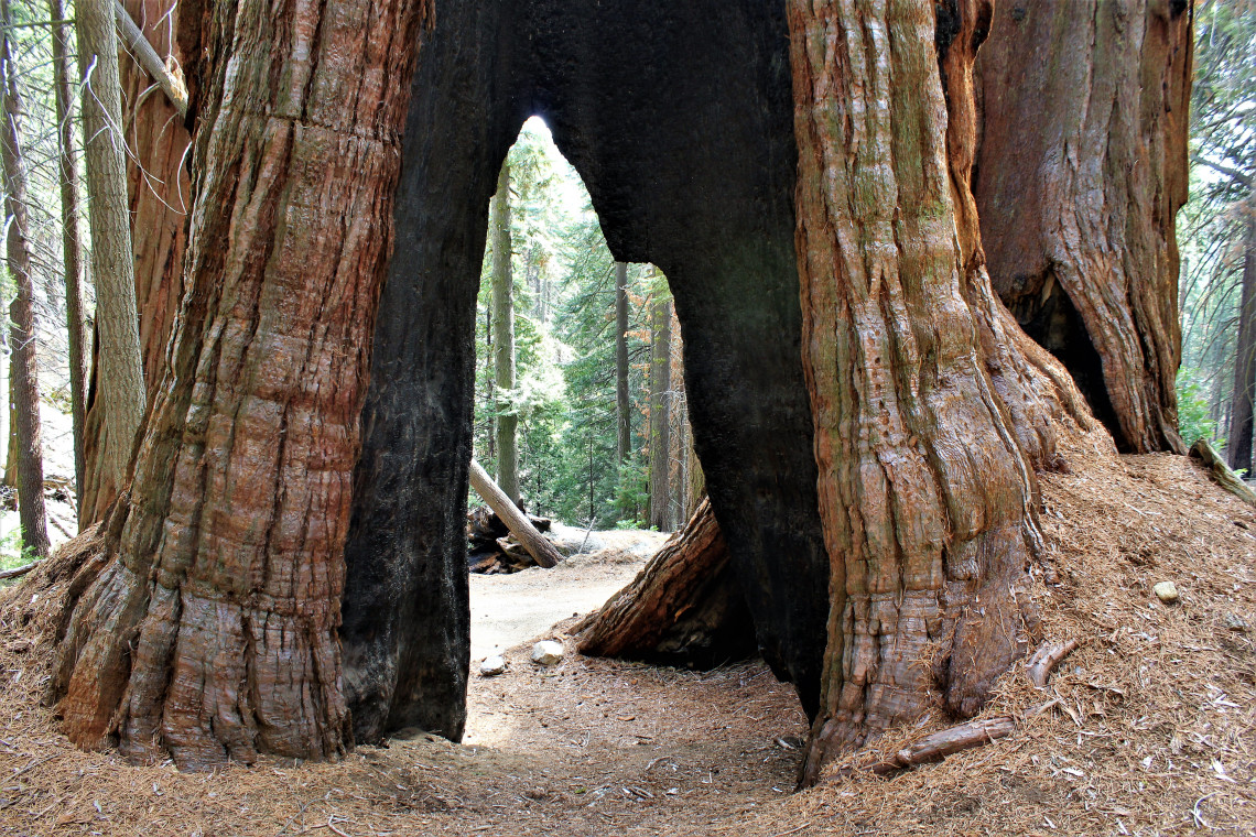 Many sequoias have burn marks on them. Bark, in some places two feet thick, prevents burning to kill. With shallow roots and no taproot, sequoias typically only die when they fall over.