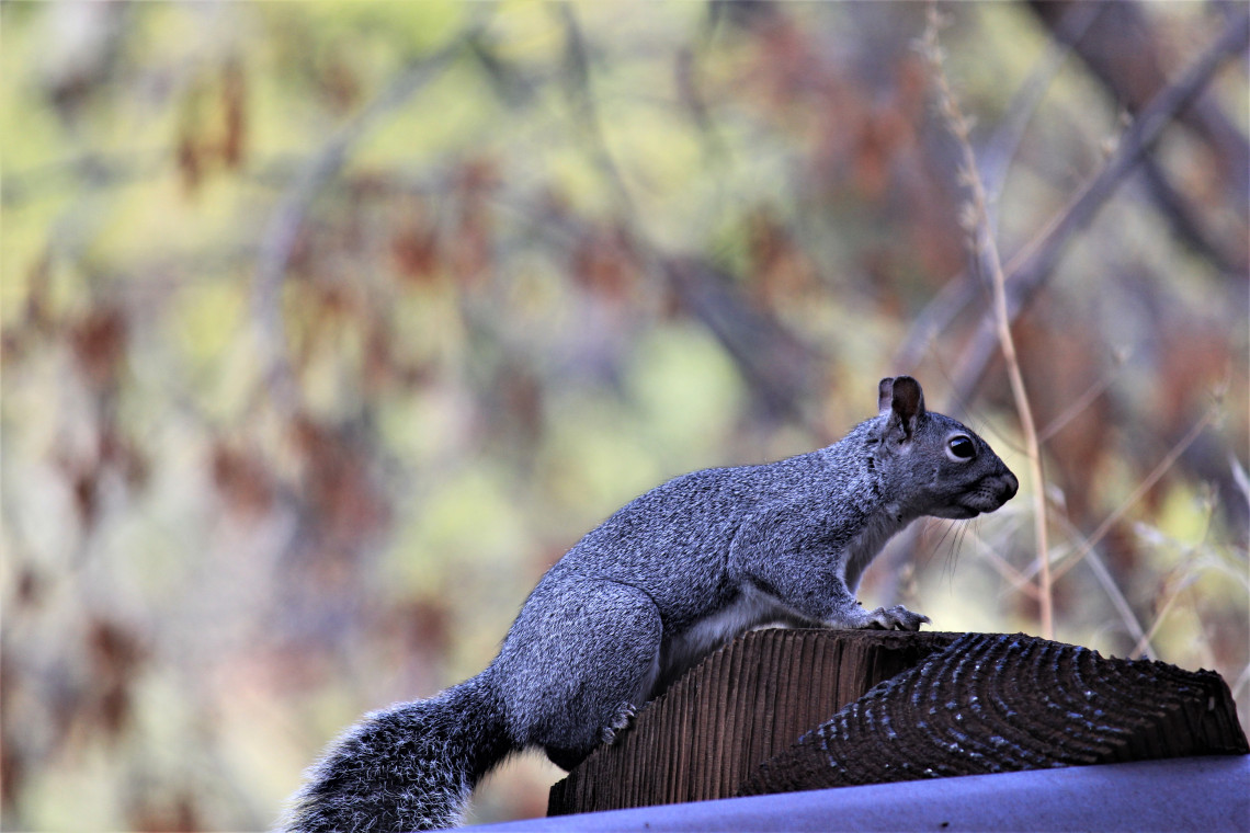 I took one photo of this guy before he darted off. His name is Phil. He is skittish and a chain smoker.