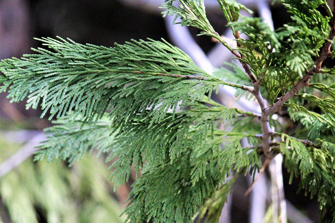 The branch of a soft evergreen.