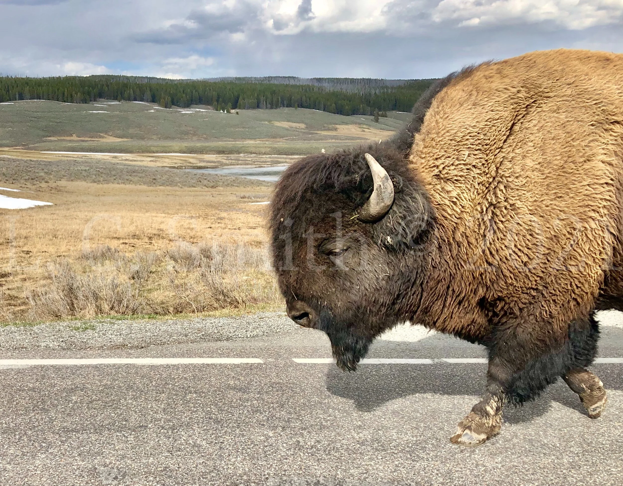 Shaggy Buffalo - Yellowstone NP