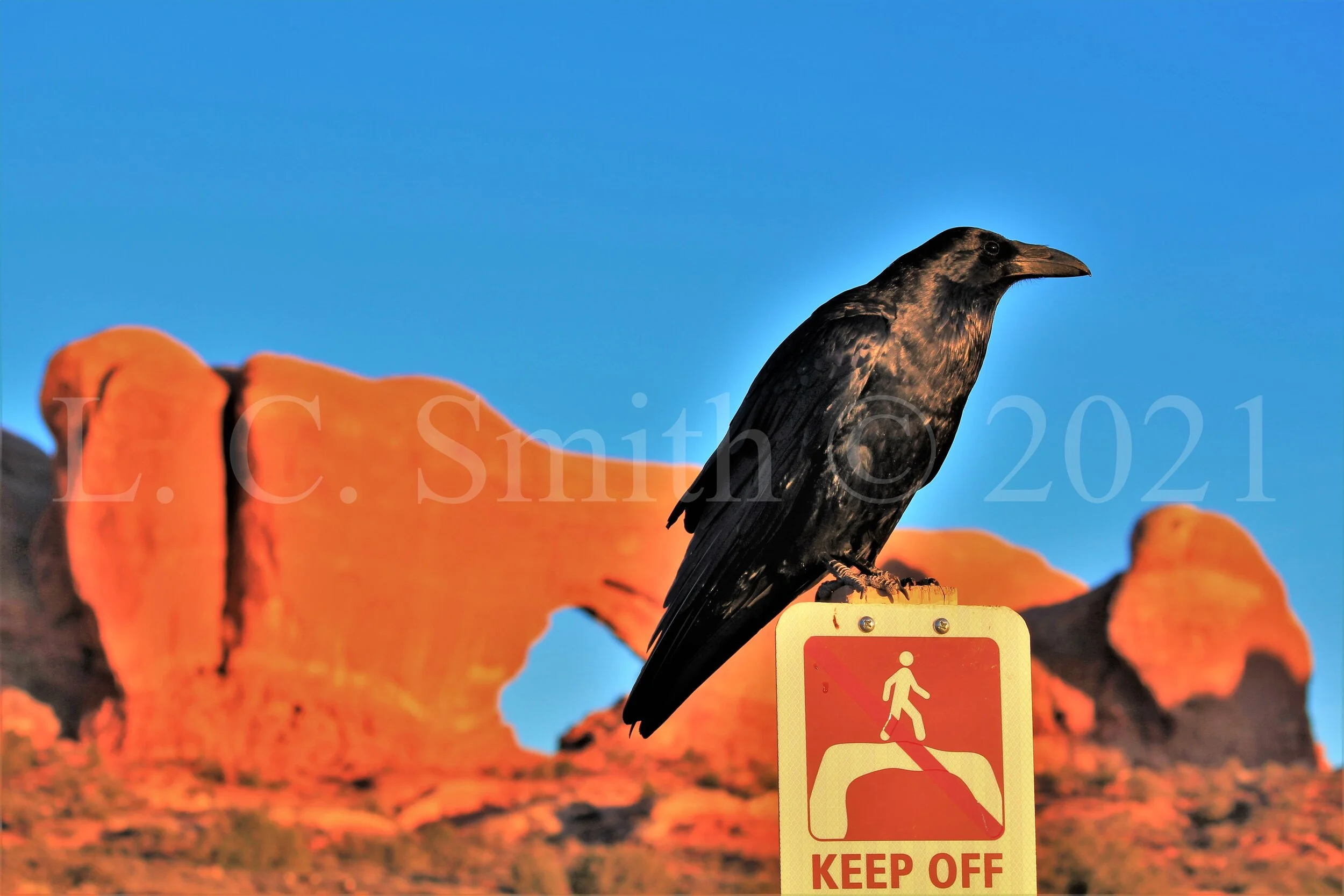 Rebellious Crow - Arches NP - Utah