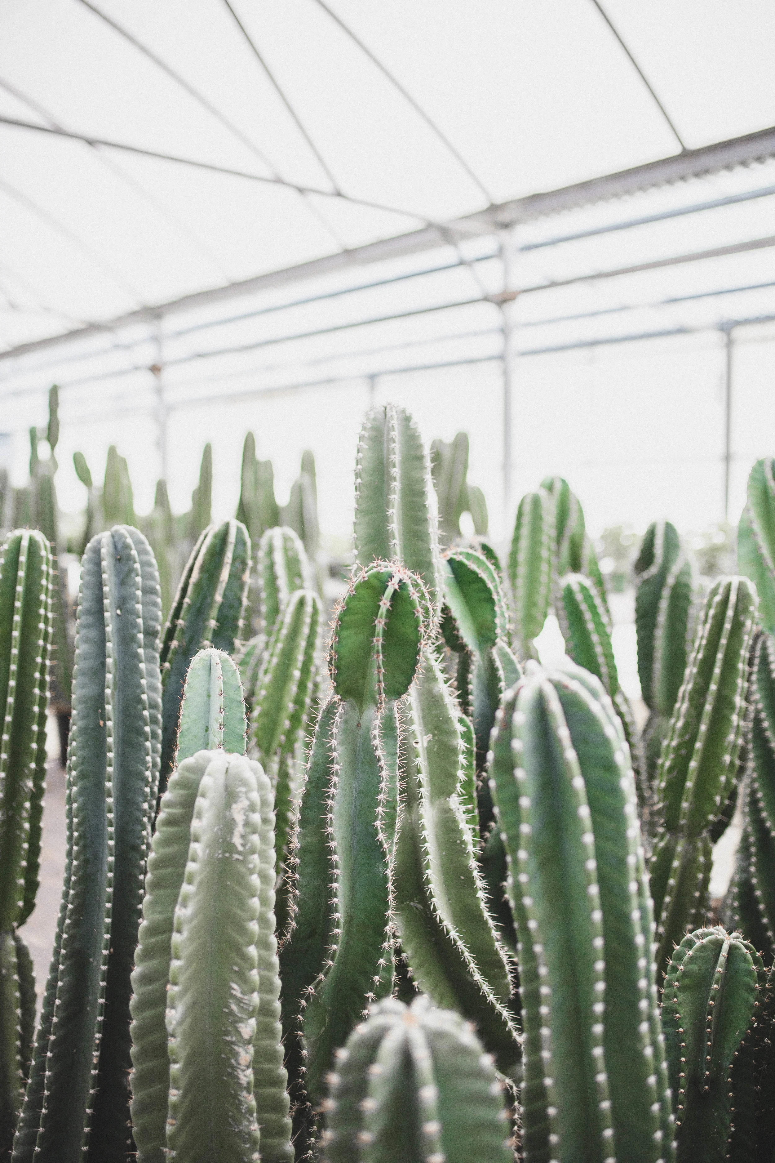 Plants-4.jpg