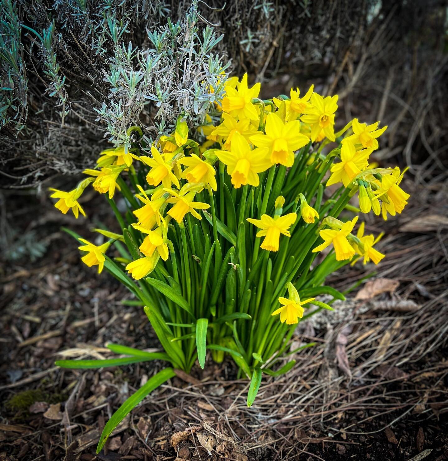 #daffodils #outforawalk #almostspring