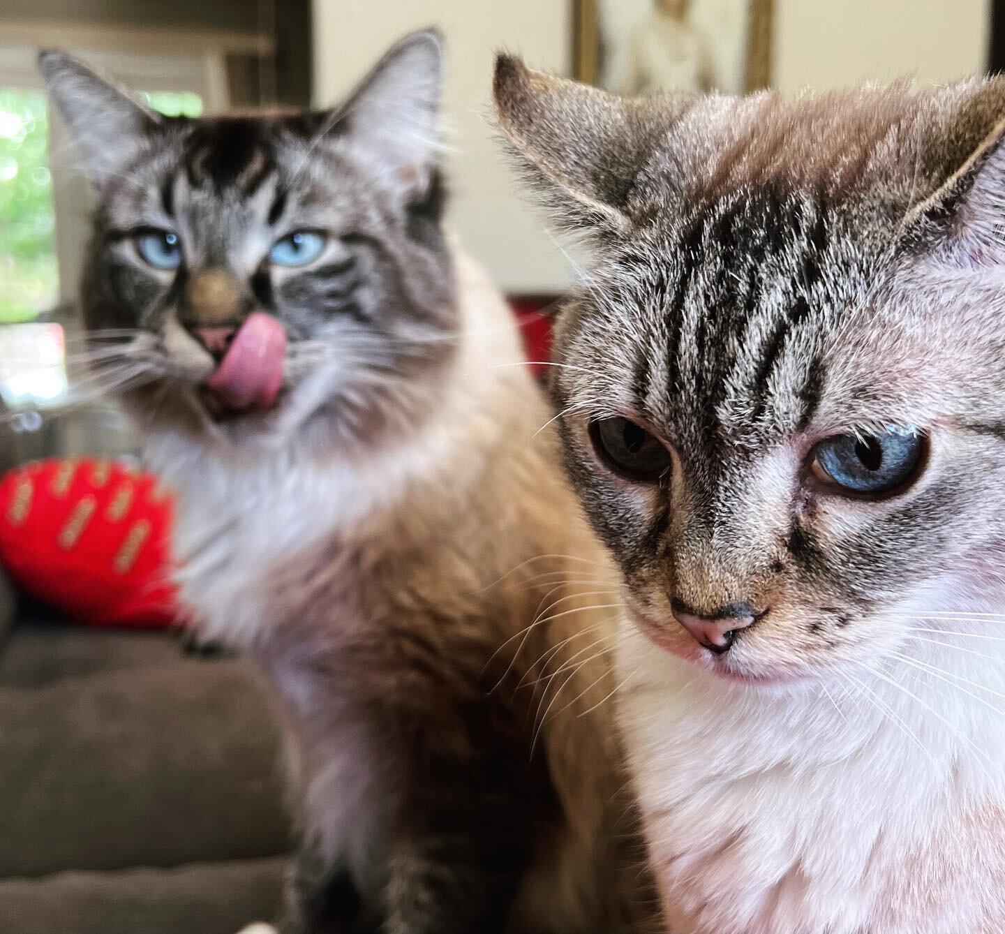 Can you believe it? I get to live with and spend time with these cuties every day! (It kind of looks like Simon intends to eat Lola and she&rsquo;s nervous about it.) #catstagram #kitties #couchcats