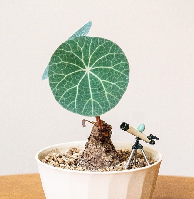 🌟🔭 Stargazing
&bull;
Looking up from our tiny garden.

This Stephania Nova caudex was awfully shy for six months before it decided we were still rooting for it to grow 🕺🏻.
And blossom it did! 
Keep growing at your own pace, (not so) Little Nova!
