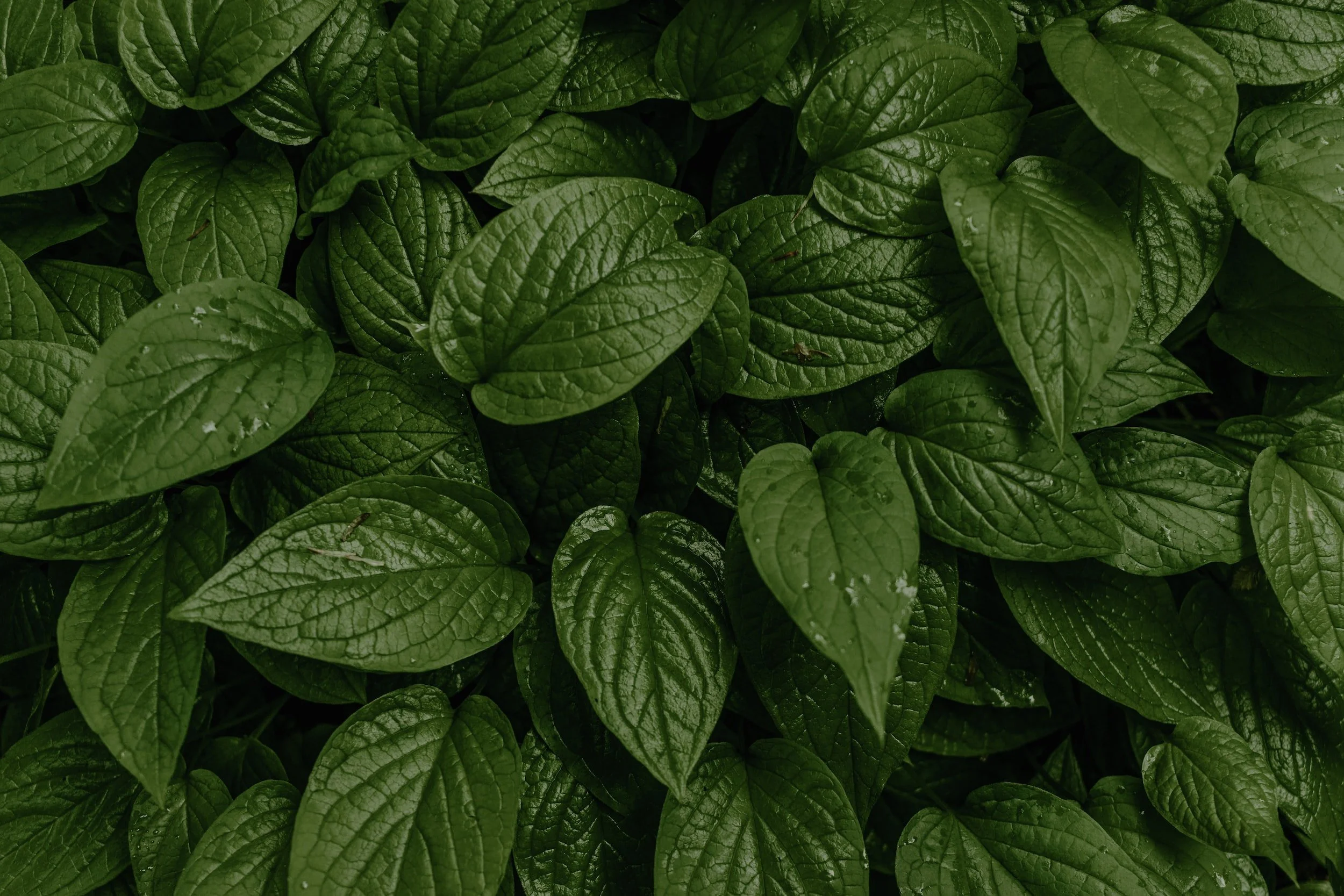 unsplash-image-wAU3MfsGPNw.jpg