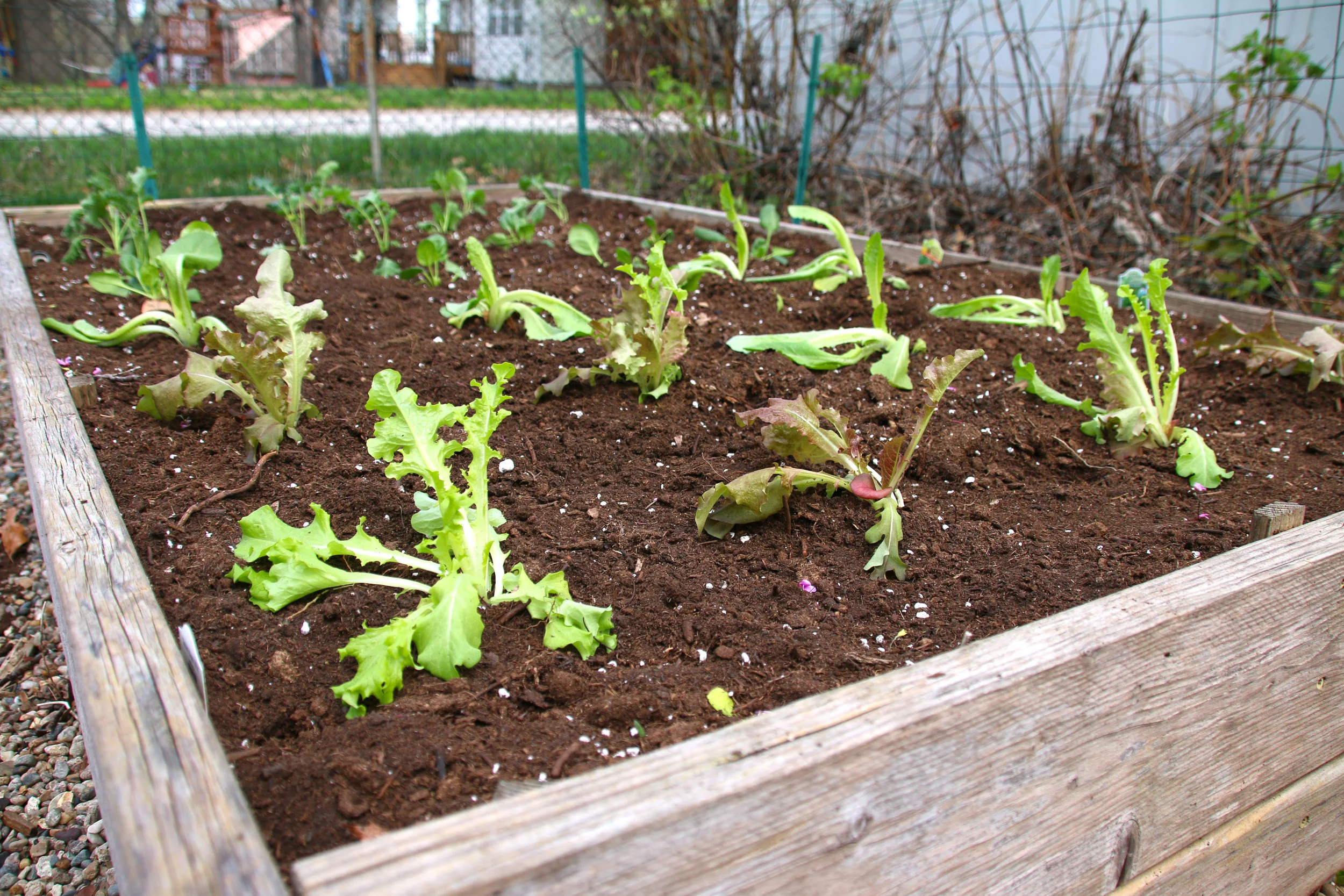We love our raised garden beds! Easy to control the soil, keeps out most weeds, drains well, and our cheap fencing keeps rabbits and squirrels away ;) 