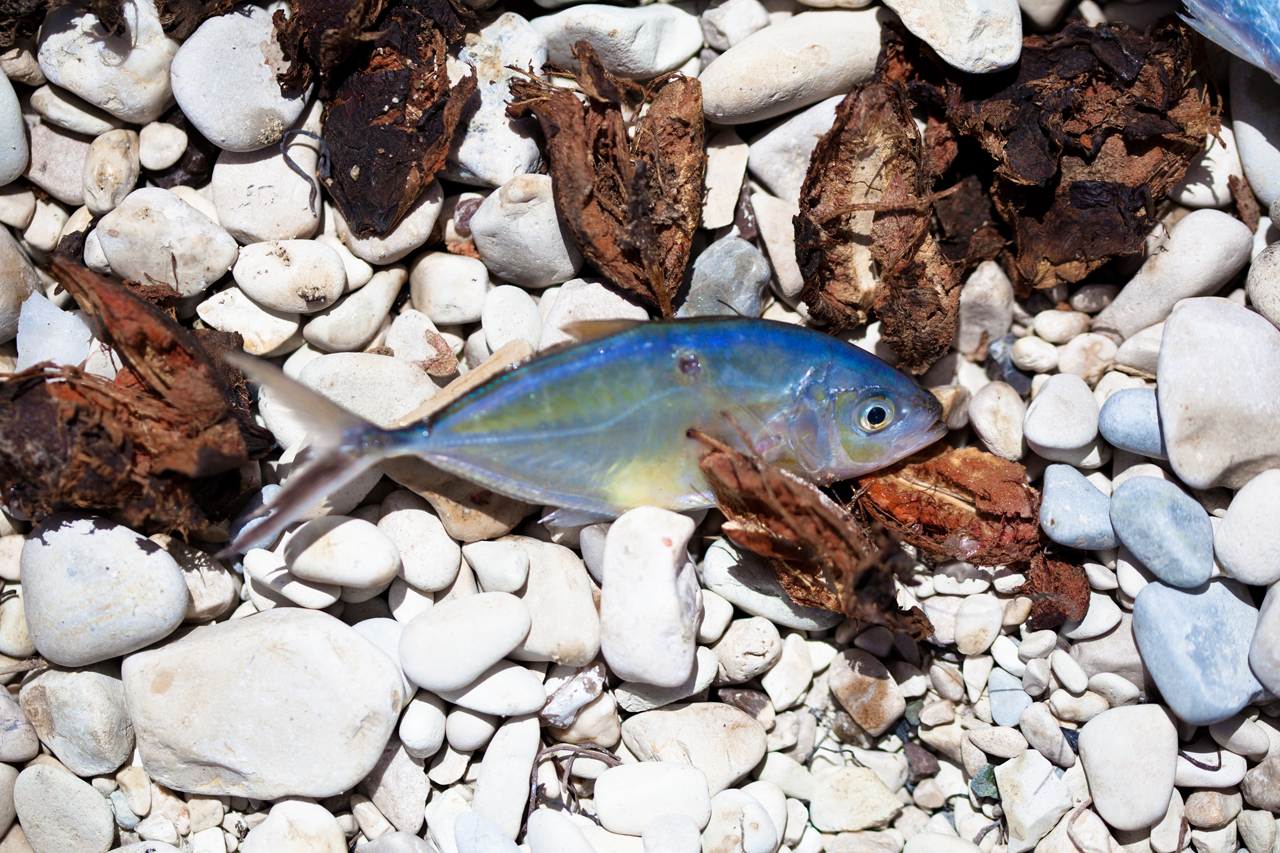 Haiti, 2011