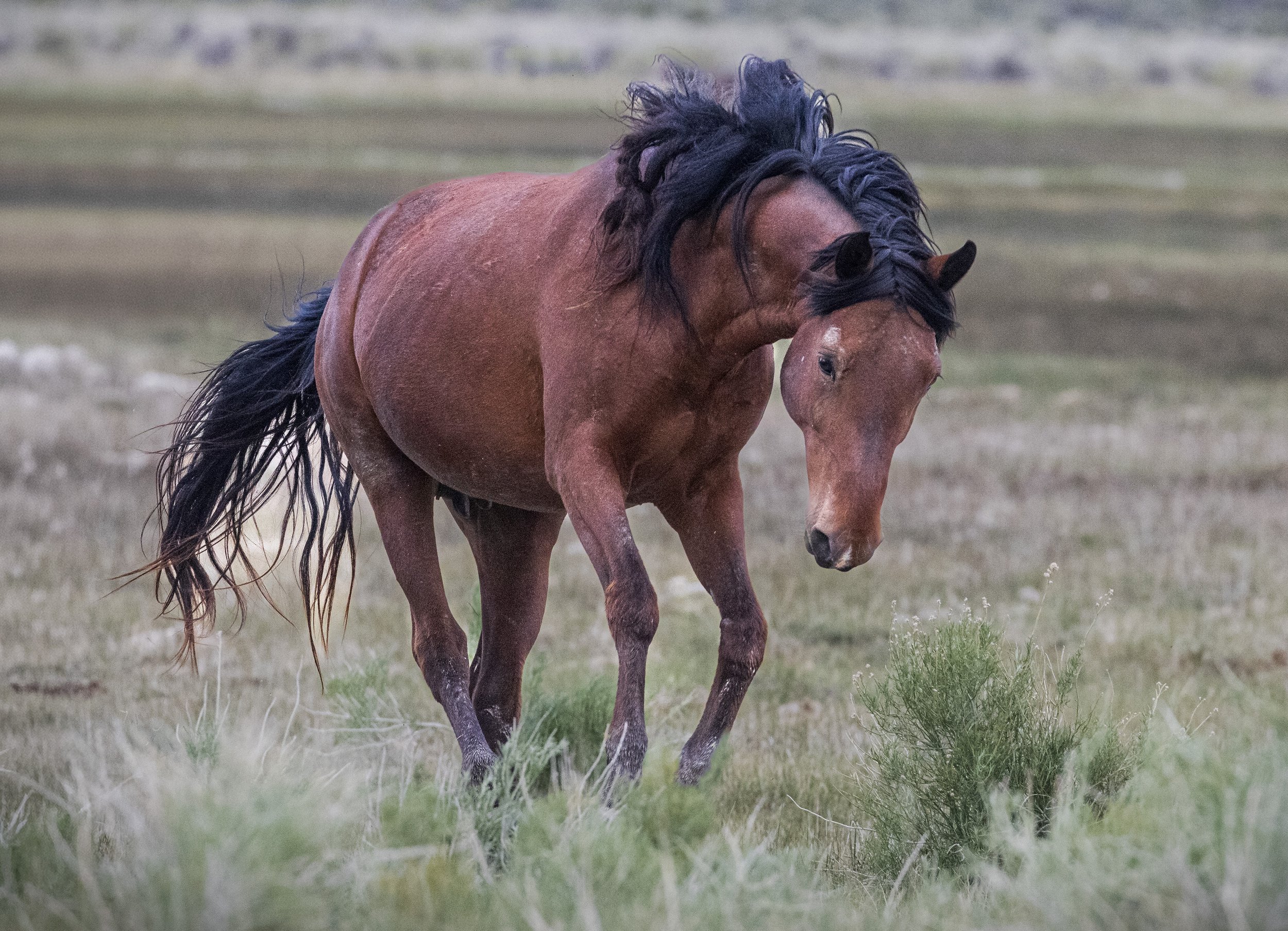 Horse flipped Mane Mammoth -2026-05-24-9999_164.jpg