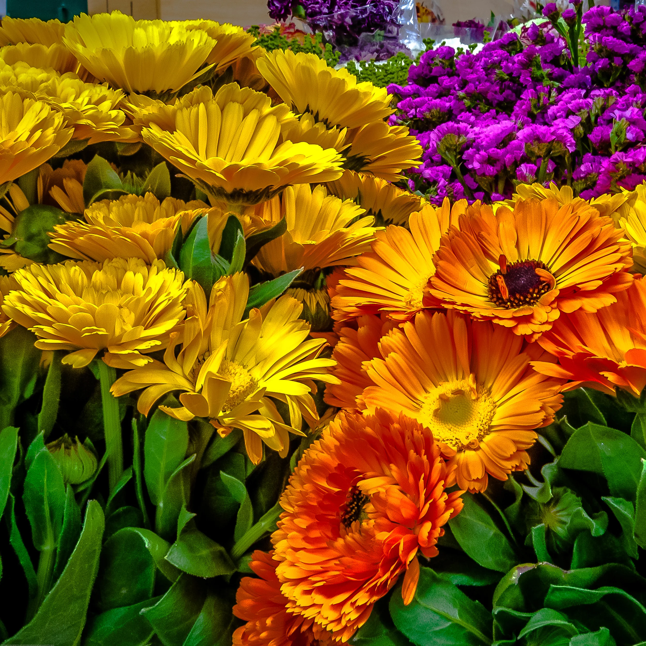 Flower Mart