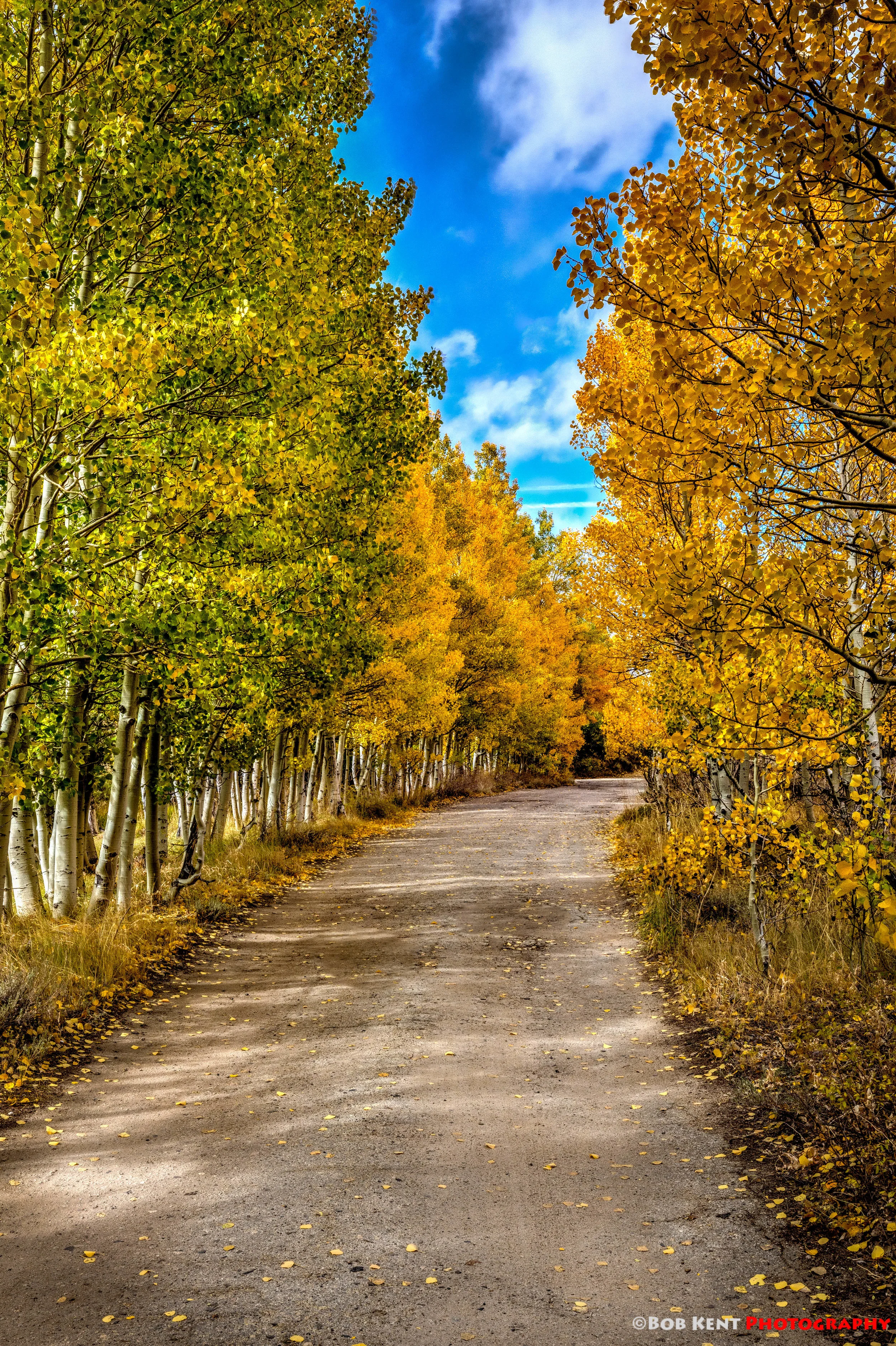 Dad Why Do the Trees Change Colors?