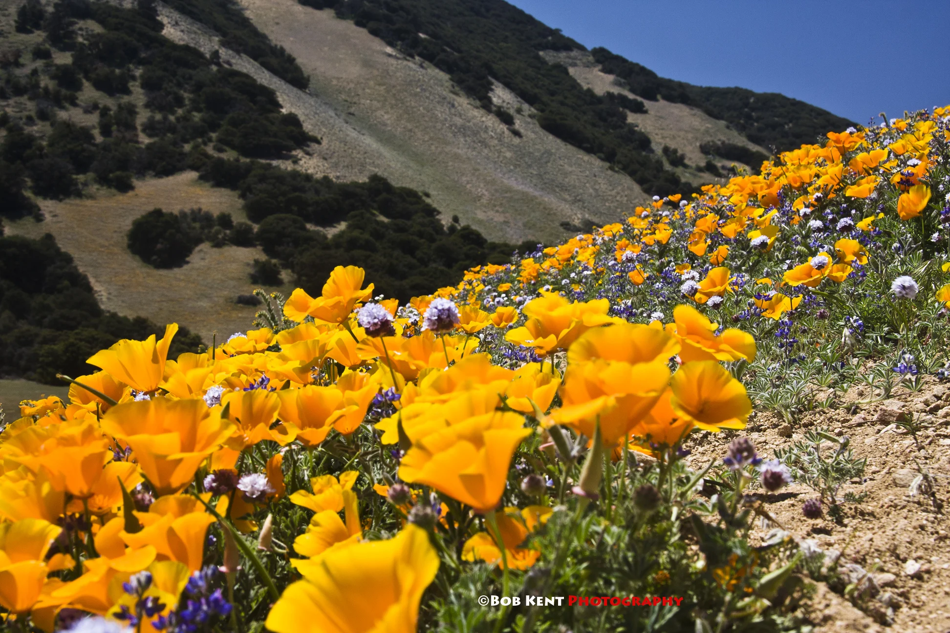 The Wildflowers are Coming, the Wildflowers are Coming; are You Prepared?