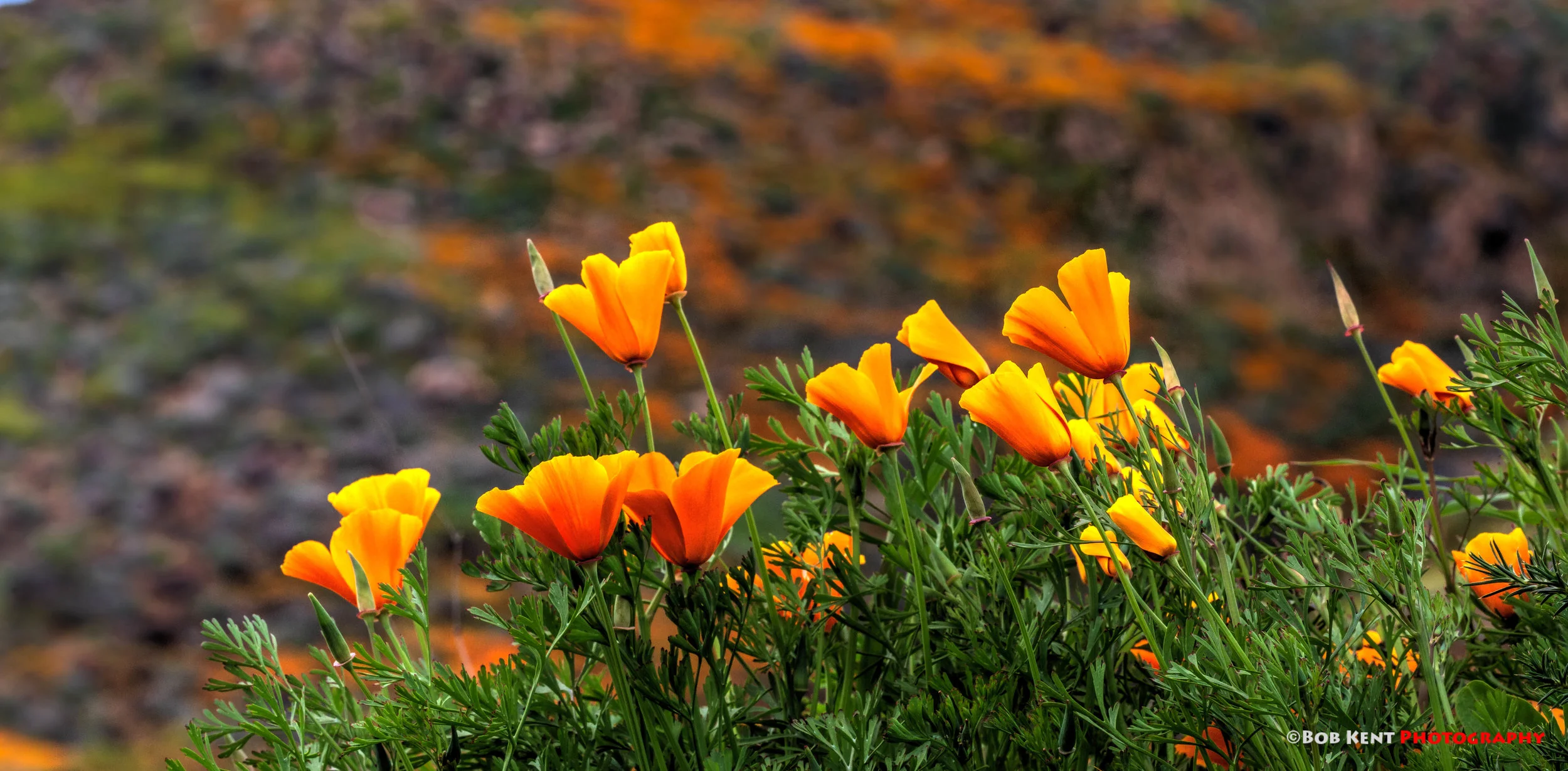 March in Like a Lion ( and leave the same way!)