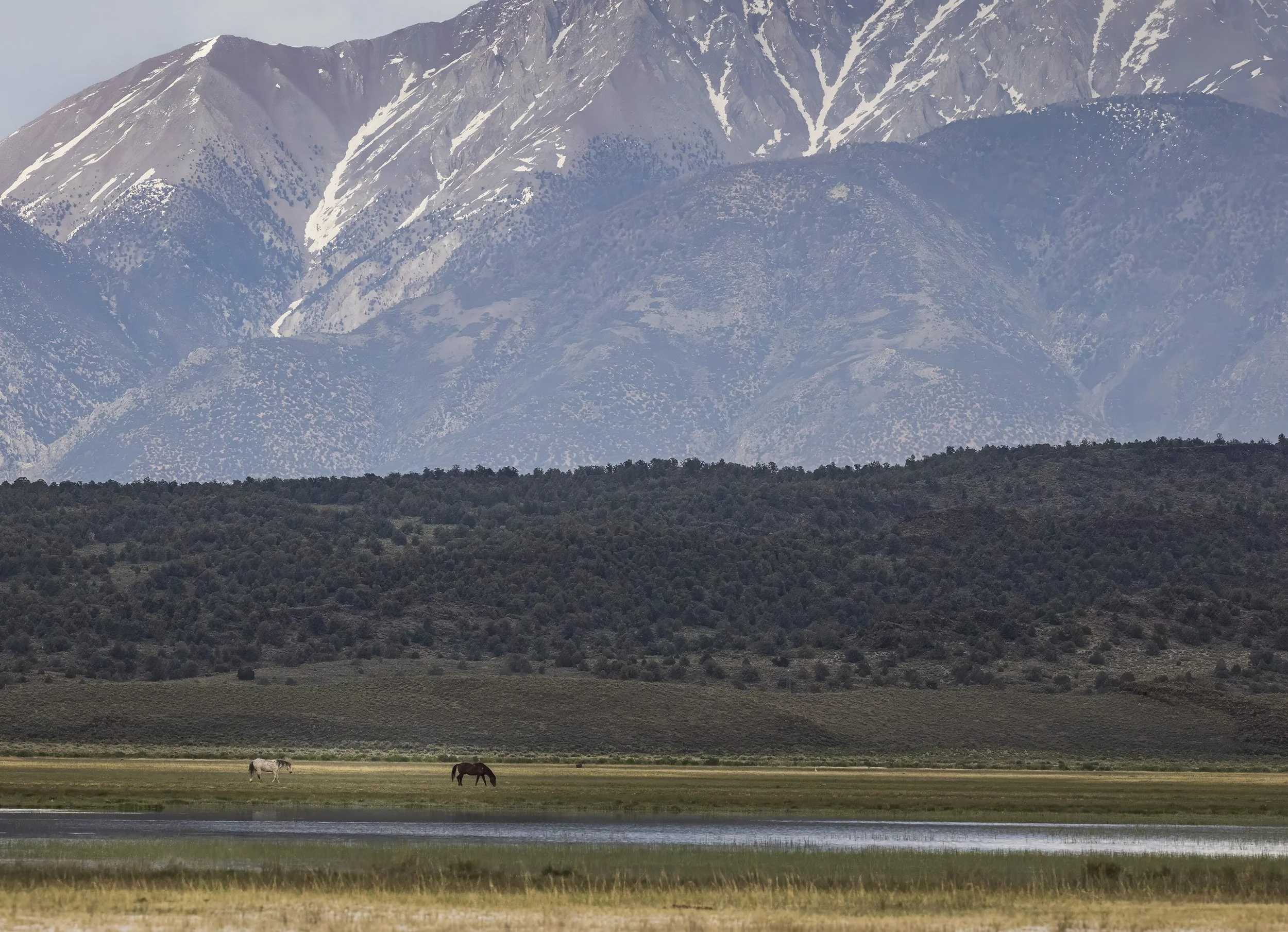 Horses in the Distance-2026-05-24-9999_193 Topaz Final.jpg