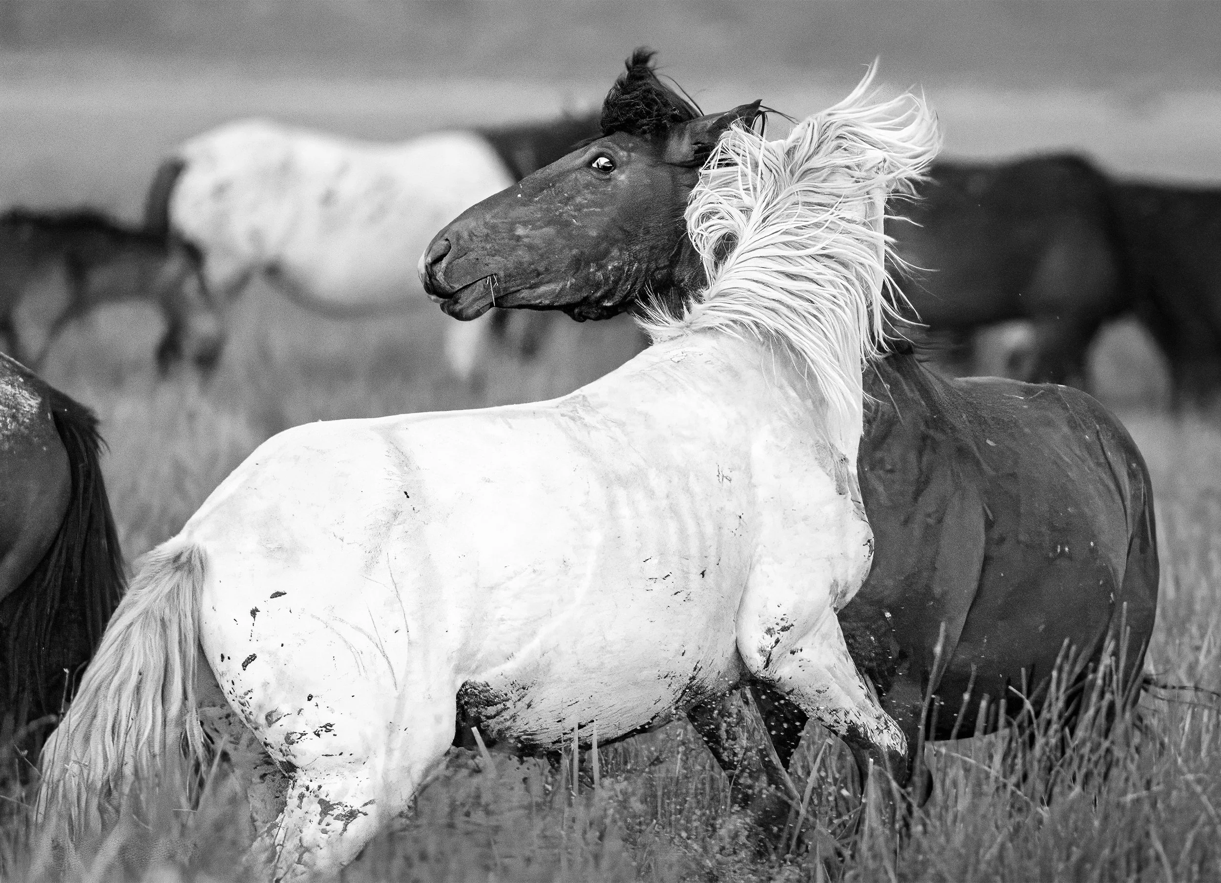 Pair Face Fighting 2025_07_26_7852 Flattened-topaz V3-2 18x12 Final.jpg