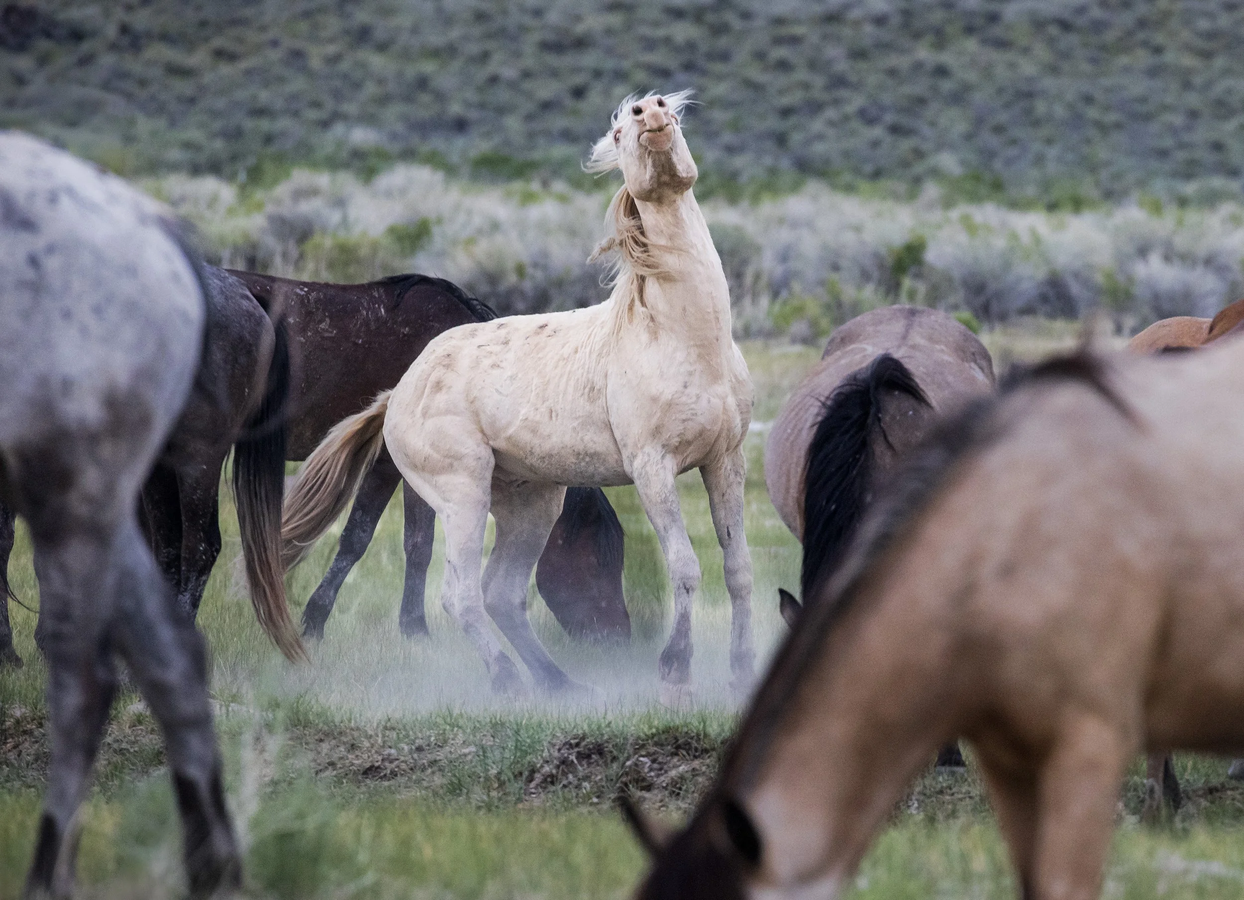 Horse Troubl eMaker Mammoth -2026-05-24-9999_173.jpg