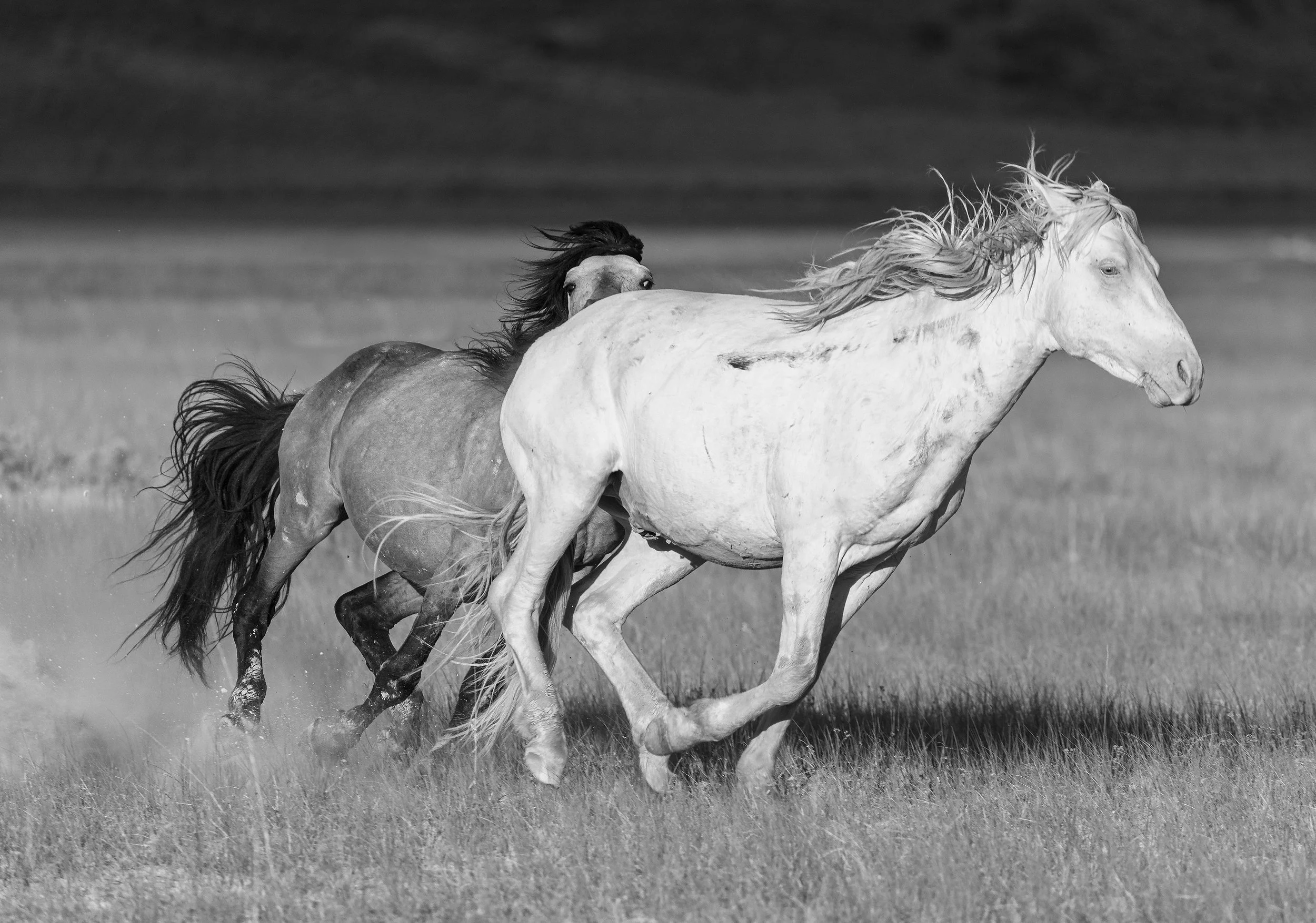 8 Running Albino Mammoth _2025_07_26_7633 R.jpg